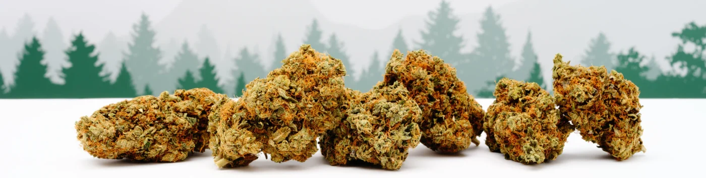 hvad er thc